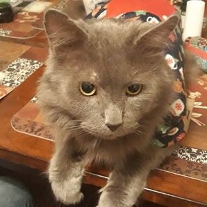 Meet your Posher, Bridget